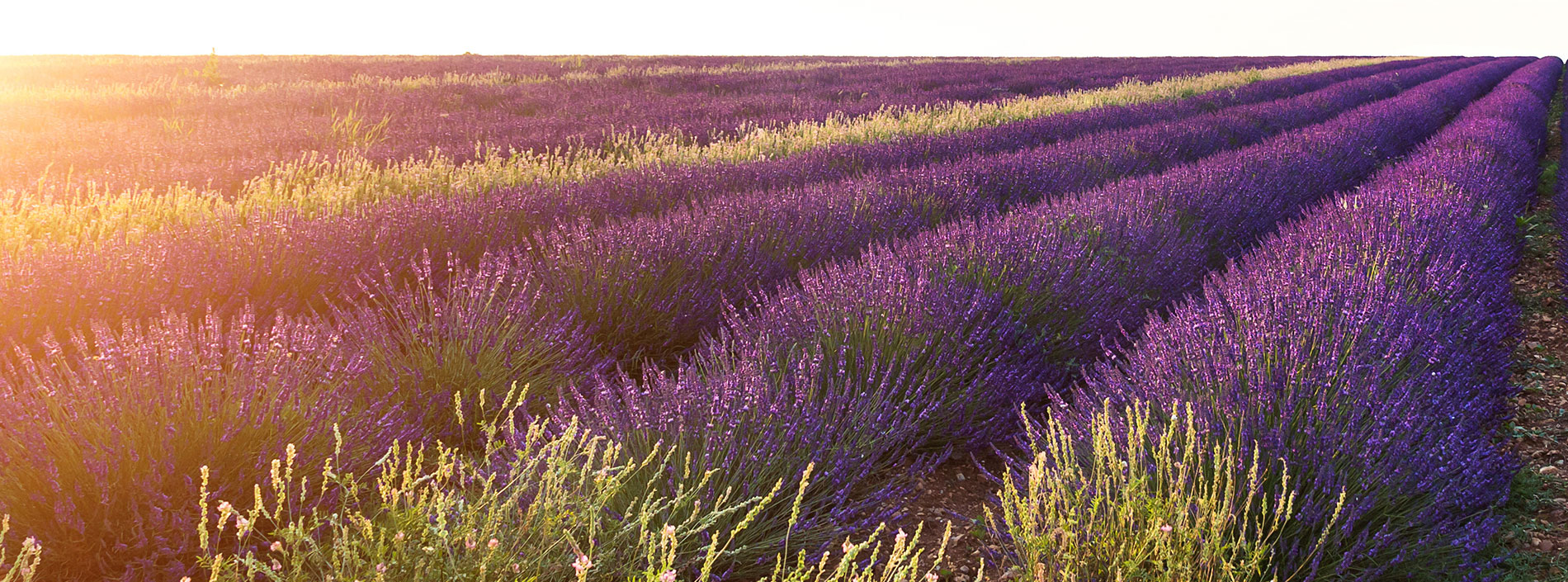 lavender fields