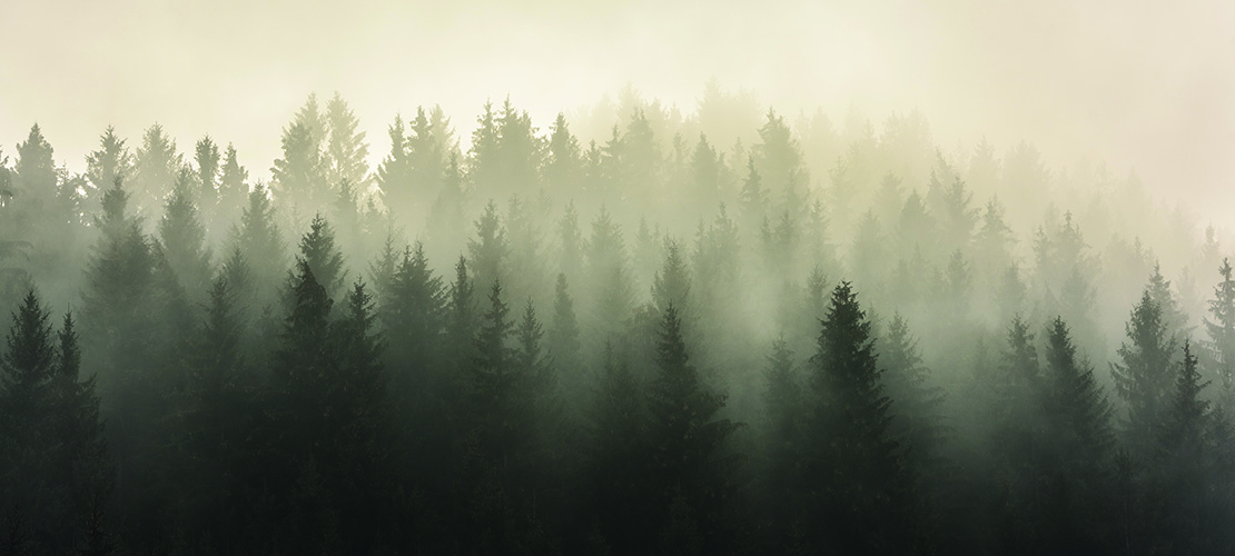 forest washroom moodboard 1110x500